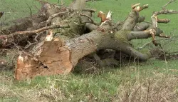 مقتل 3 أطفال إثر سقوط شجرة على سيارة خلال عواصف عنيفة