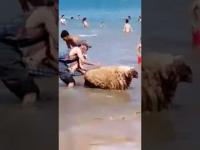 مغربي جايب معاه حولي يتبحر
