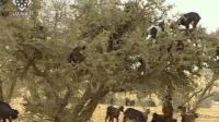 الماعز المتسلق للأشجار في المغرب