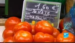 طماطم المغرب في فرنسا