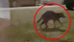 "وجه فأر وعيون غريبة"... ظهور كائن غامض في كولورادو يثير الذعر والتكهنات