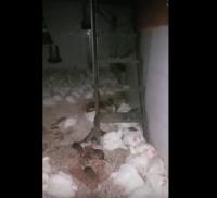 كارثة صحية تفجرها "أخبارنا" بالفيديو... أسراب من الجرذان تفترس الدجاج داخل رياشة وصحة المواطن على كف عفريت