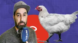 انخفاض أسعار الدجاج.. المغاربة يتنفسون الصعداء بعد شهور من الغلاء
