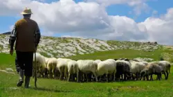 قضية مؤثرة ببني ملال.. راعي غنم يستعيد حريته بعد 5 سنوات من السجن ظلماً بسبب شهادة زور!