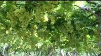 ضيعات العنب بمراكش