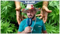 شاب شفشاوني: تقنين القنب الهندي غادي يكون عندو مردودية على اقتصاد المنطقة