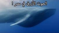 لماذا ظهر أكبر كائن على وجه الأرض في المياه المصرية؟ "السبب عجيب ! "