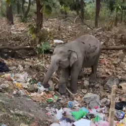 فيديو متداول لفيل وسط المخلفات يكشف حجم التلوث في الهند