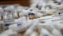 تهريب النمل النادر يكشف اتساع سوق خفية للحشرات عبر الحدود