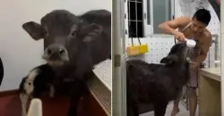 شاب يُطرد من شقته المستأجرة مرتين بسبب حيوانه الأليف الغريب