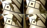 فيديو مرعب.. فهد هندي يقتل كلباً منزلياً