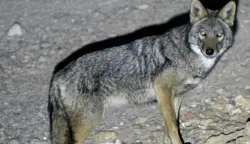 ظهور للذئب الذهبي الإفريقي النادر في الحسيمة ومخاوف من اصطياده