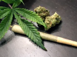 ما سر إقبال كبار السن على القنب؟