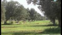 أثر التساقطات الأخيرة على المحصول الفلاحي