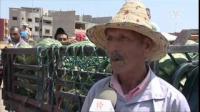 وفرة بطيخ الأحمر بسيدي علال البحراوي