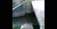 بالفيديو.. شاب حاول الاستعراض أمام زملائه فسقط داخل مصرف