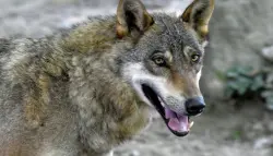 اكتشاف علمي نادر.. علماء يونانيون يوثقون أول حالة تهجين بين الذئاب والكلاب