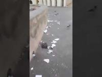حالة مزرية وأزبال تحيط بساحة مسجد الحسن الثاني بالبيضاء