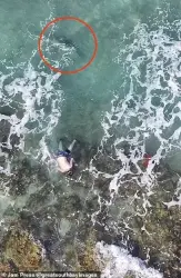بالفيديو...لحظات مرعبة لقرش يطارد غواصين في فلوريدا