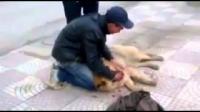 شاب جزائري يبكي بحرقة على كلبه بعدما صدمته سيارة