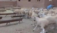 عيد الأضحى.. وزارة الفلاحة تؤكد أن العرض يغطي الطلب