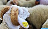 فيروس كورونا.. التضحية بالعيد أم بالخروف؟