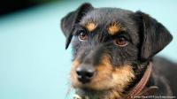 بوصلة مغناطيسية... هكذا تعود الكلاب إلى منازلها!