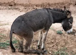 الصويرة.. القضاء ينصف “حمارا” تعرض لاعتداء بفأس ويلزم المتهم بتعويض 3000 درهم