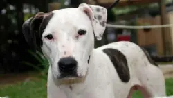 مأساة في أستراليا.. مراهقة تفقد حياتها بعد أن هاجمها كلب صديقتها