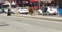 بالفيديو.. عجل هائج يلقن فتاة ضربة قوية جعلتها تطير في الهواء