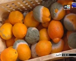 بسبب الأمطار خسائر بآلاف الاطنان من الحوامض