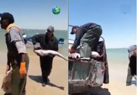 خيرات المغرب.. صيد أسماك كبيرة بسواحل الداخلة