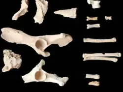 علماء بريطانيون يرصدون عظاما تكشف أسرار مذبحة "أكل لحوم البشر"