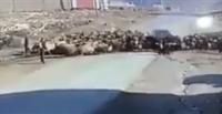 بالفيديو.. سيارة تدهس قطيعا من الماشية
