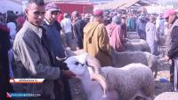 الناس لي عزيز عليهم المليح: شوف أحسن حولي بوكوص فالسوق
