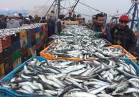 صادرات منتجات الصيد البحري سجلت رقما قياسيا سنة 2022