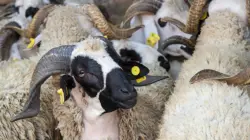 بودرة ل"أخبارنا": القرار الملكي يربك "سماسرة الأضاحي" ويعيد التوازن لسوق الماشية بالمغرب