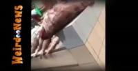 بالفيديو.. سمكة ضخمة تهاجم فتاة خليجية بأحد الأسواق
