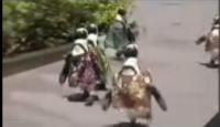 اليابان تجهز 'البطاريق' لاستقبال القادة الأفارقه بالزى الرسمى
