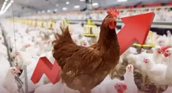 نيران "المحروقات" و"العيد" تلهب أسعار الدواجن.. الكيلوغرام يقفز لـ19 درهماً والمهنيون يتوقعون المزيد