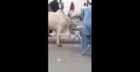 بالفيديو.. هروب عجل ومهاجمته للمارة بشوارع مكة