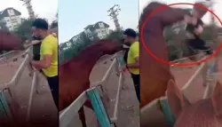 بالفيديو.. حصان يعض طفلاً ويرفعه في الهواء بأكثر من 3 أمتار