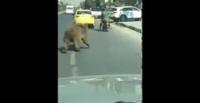 دب يهرب من حديقة الحيوانات ويتجول في الشارع (فيديو)