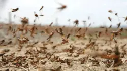 هل يهدد انتشار الجراد محاصيل الفلاحين جنوب شرق المملكة؟