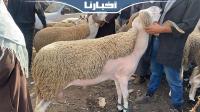 من سوق سطات..ارتفاع ثمن الحولي بشكل غير مسبوق والثمن كيبدا من 4 الآف درهم وكيوصل لمليون
