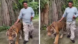 بالفيديو...نمر يفتك بسائح حاول التقاط "سيلفي" معه