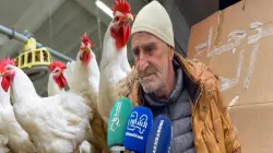 على خلاف باقي المدن الدجاج الحي 16 درهما بمدينة شفشاون