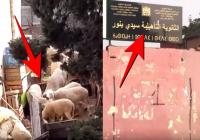 بالفيديو : مسؤول يحول فضاء رياضيا بمؤسسة عمومية إلى ضيعة تربية الدواجن و الأغنام