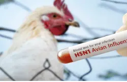 ألمانيا تقوم بإعدام 400 ألف طائر بسبب تفشي إنفلونزا الطيور