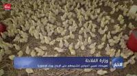 تعويضات لمربي الدواجن لتشجيعهم على الإبلاغ بوباء الإنفلونزا